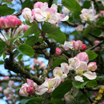 Garden Tours - apple blossom